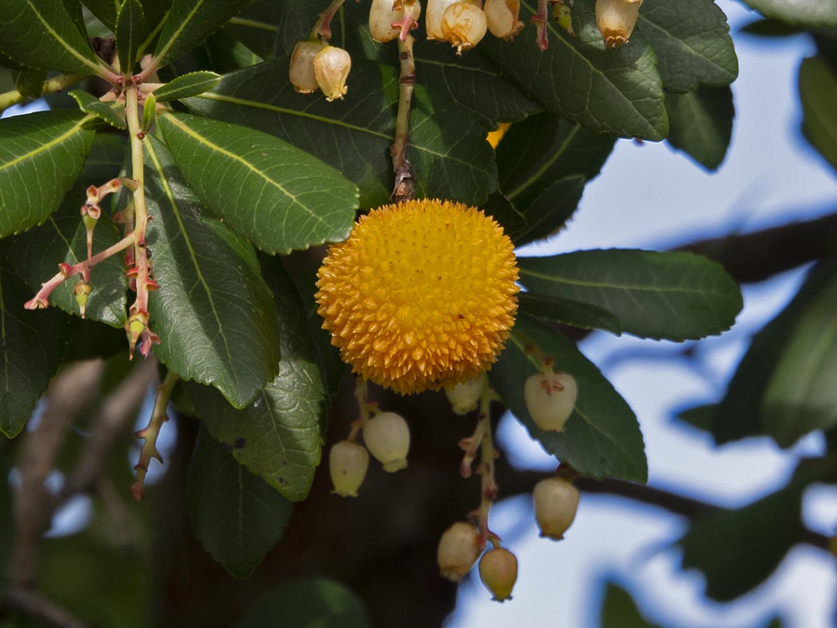 Frucht und Blüten